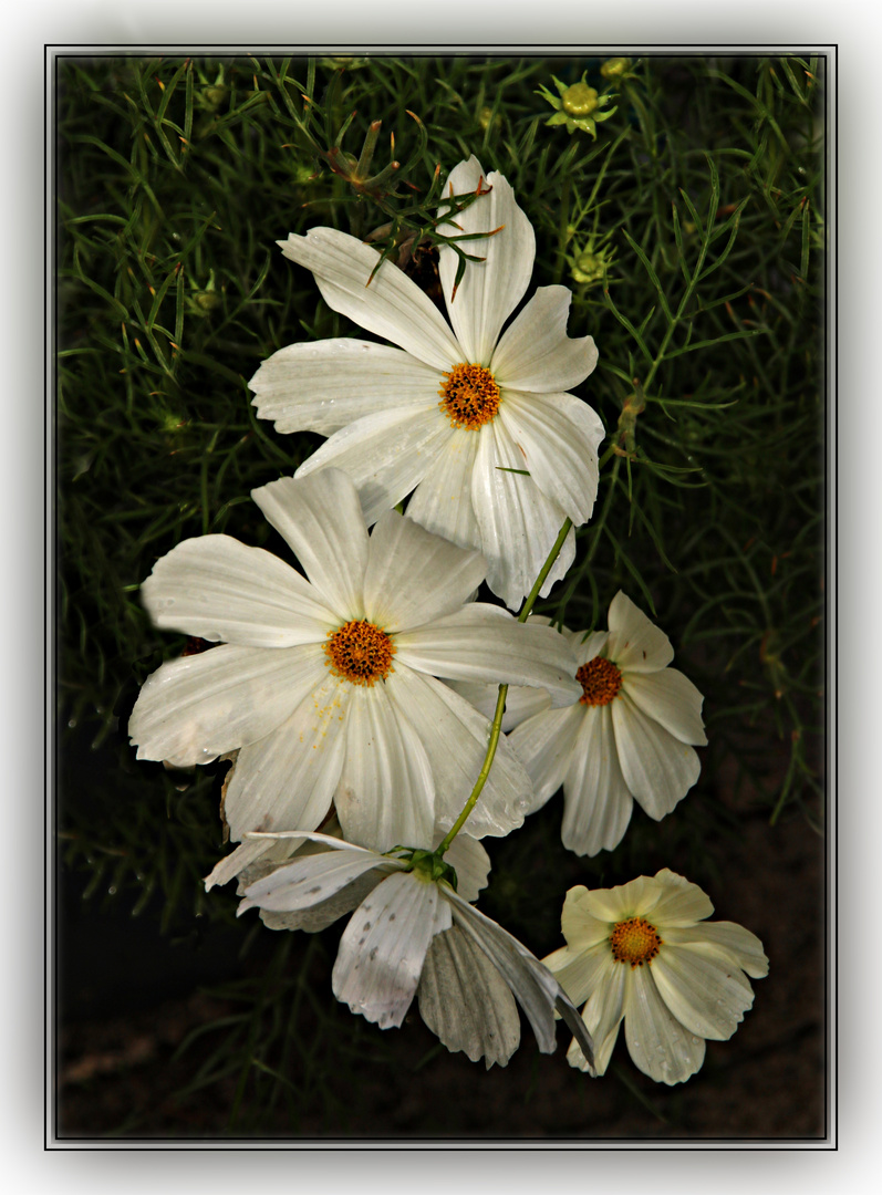 Cosmea