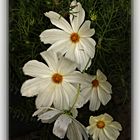 Cosmea