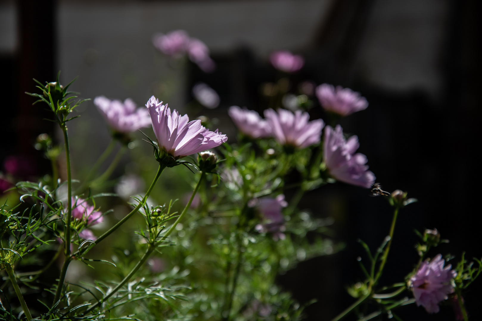 Cosmea