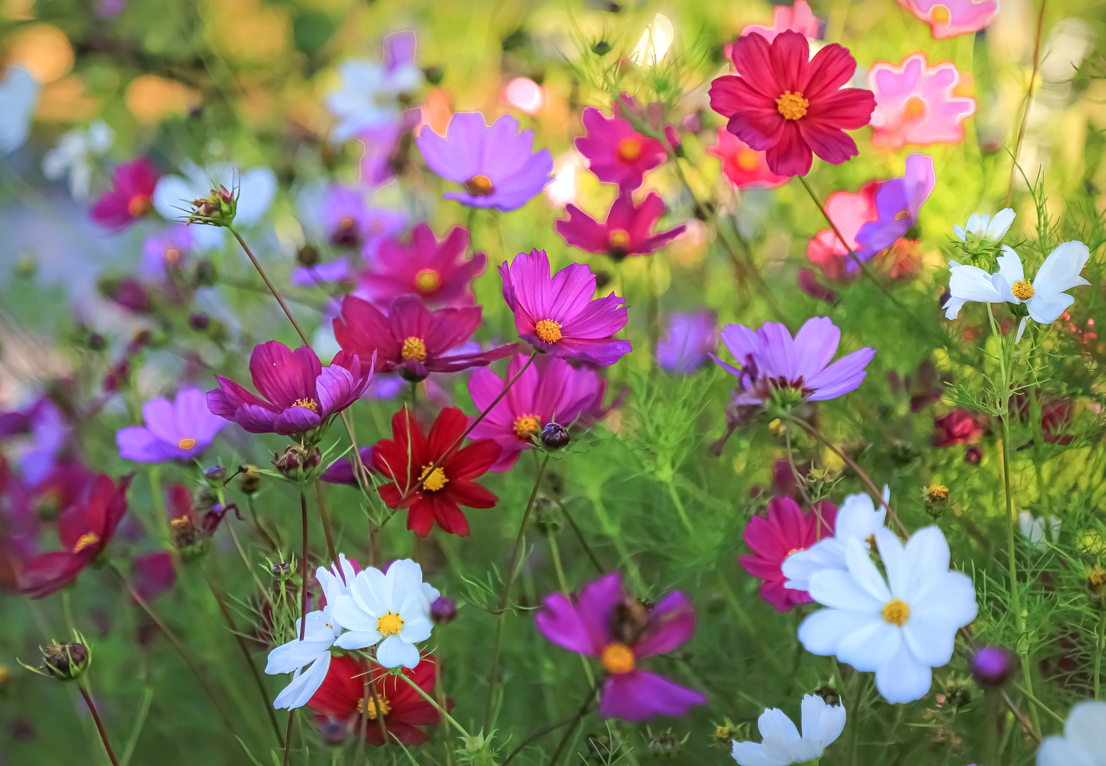 Cosmea Foto & Bild art, spezial, rot Bilder auf