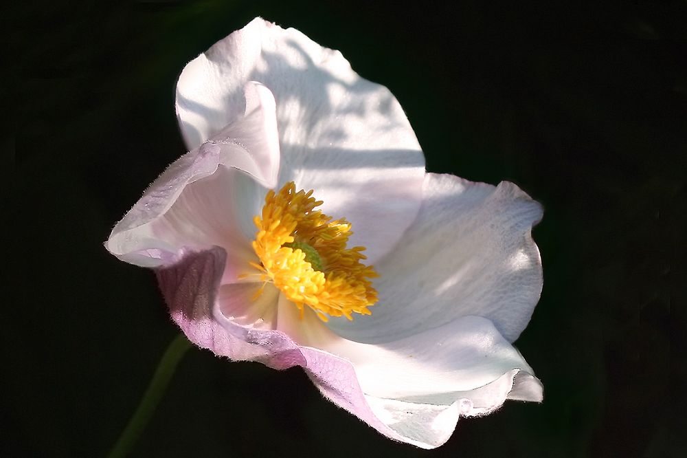 Cosmea