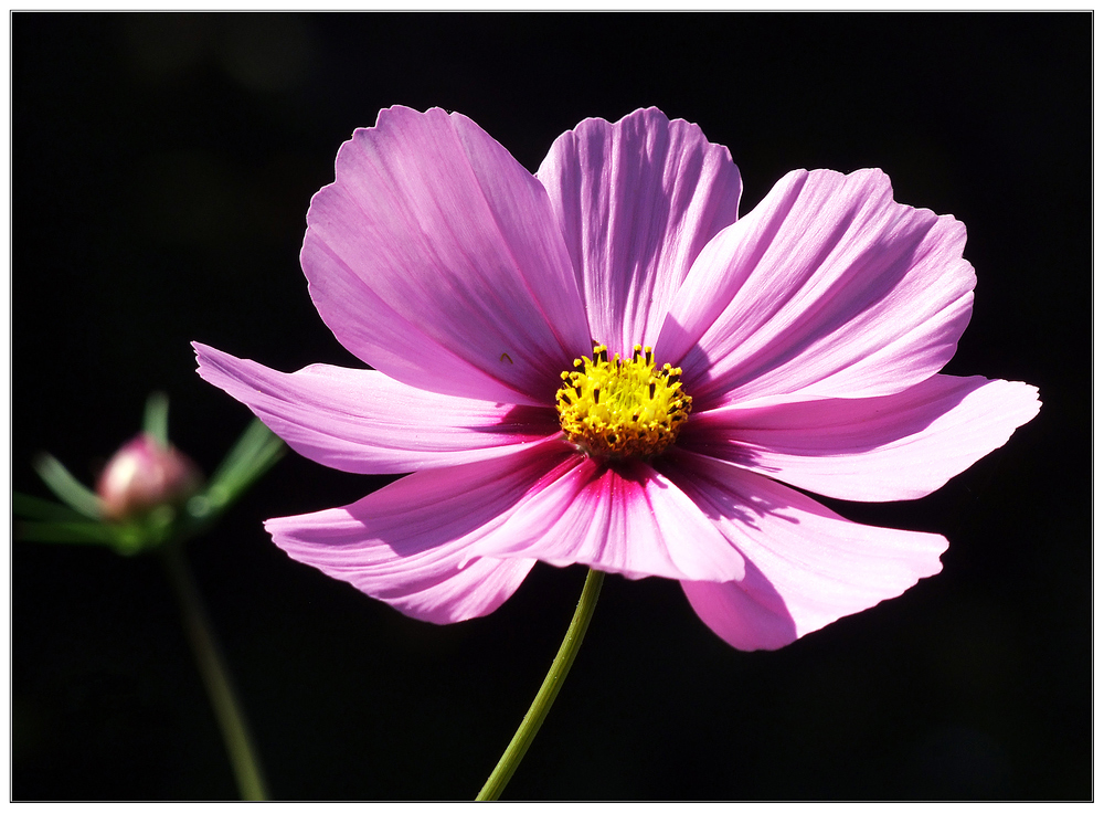 Cosmea