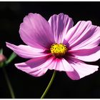 Cosmea