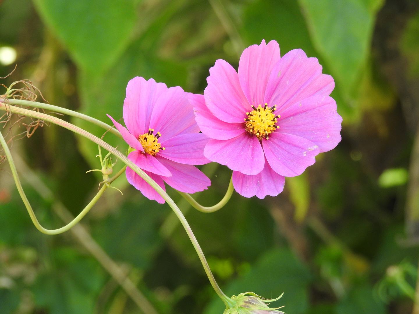 Cosmea