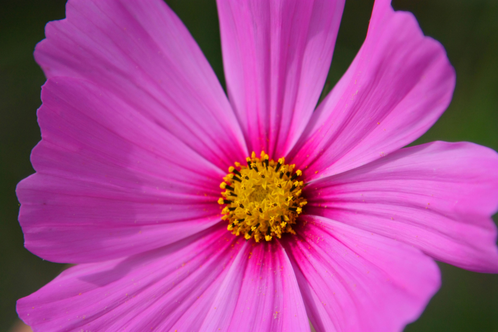 Cosmea