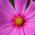 Cosmea