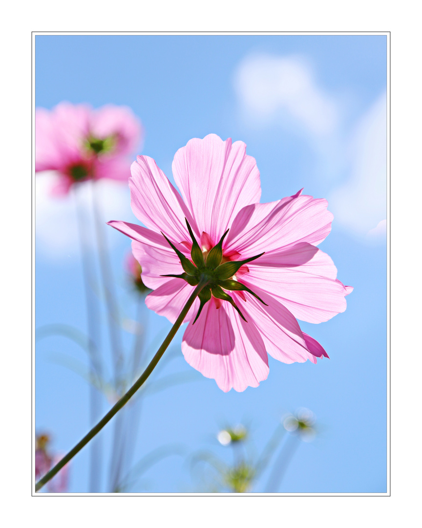 Cosmea