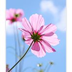 Cosmea