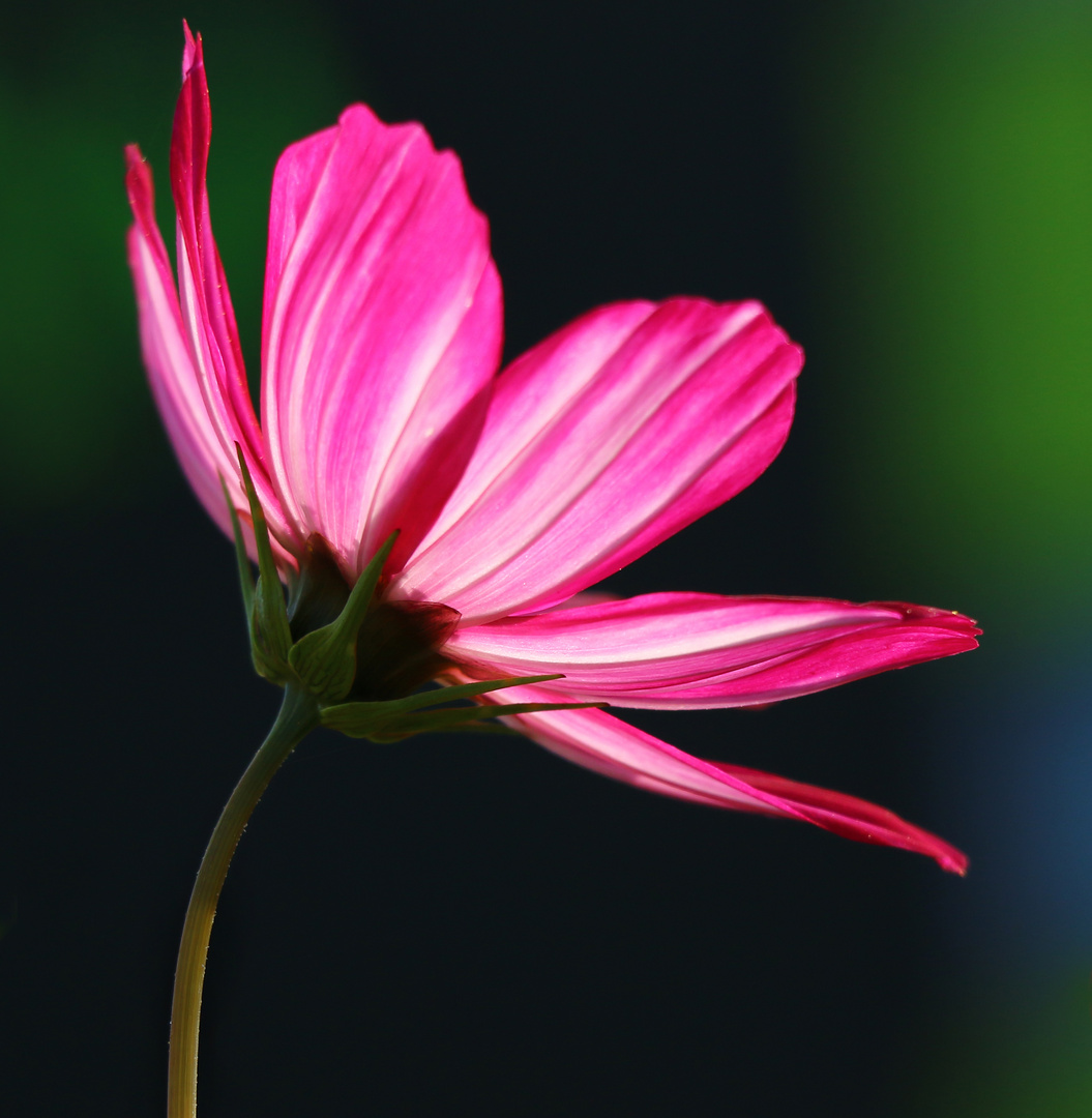 Cosmea