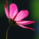 Cosmea