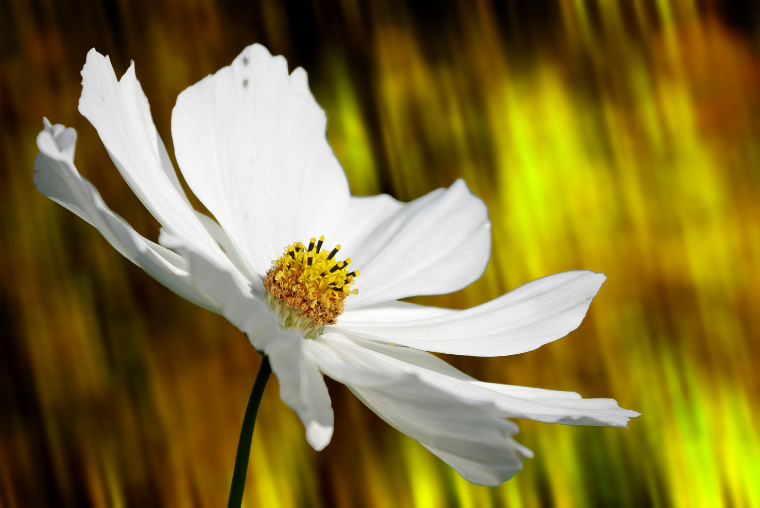 Cosmea