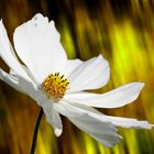 Cosmea