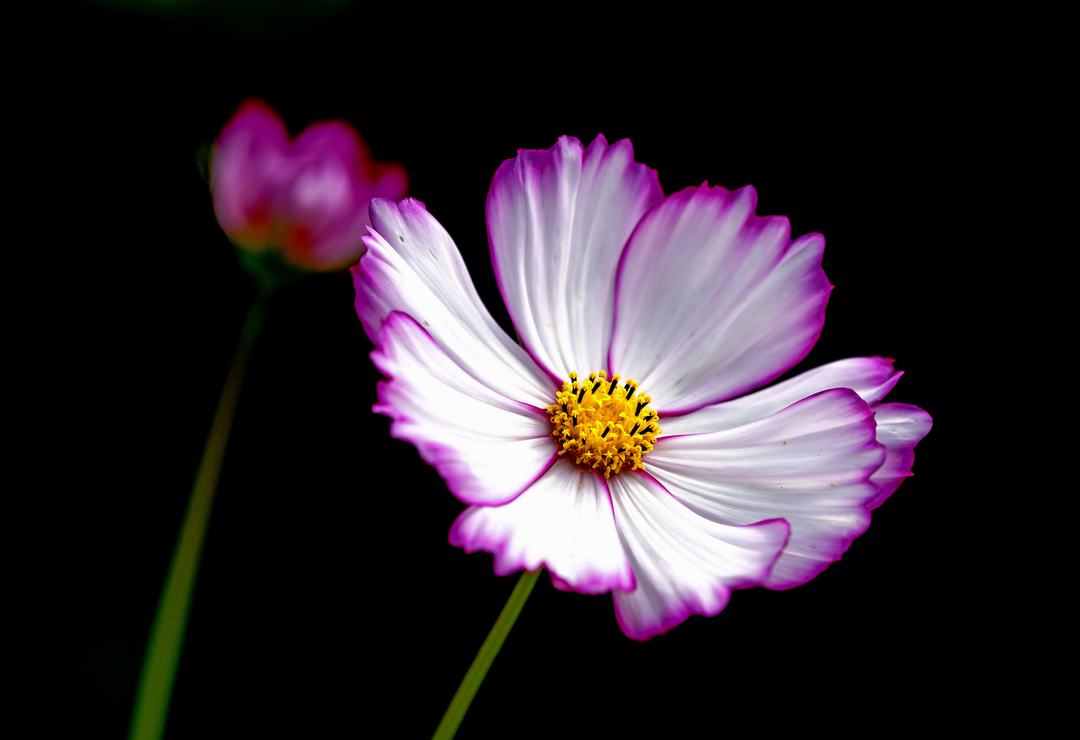 Cosmea