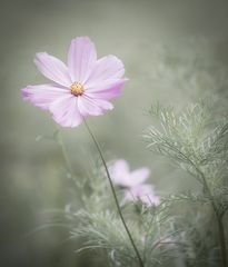 cosmea