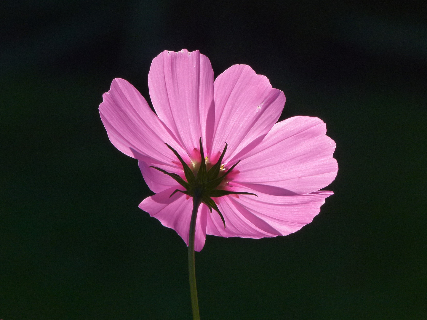 Cosmea