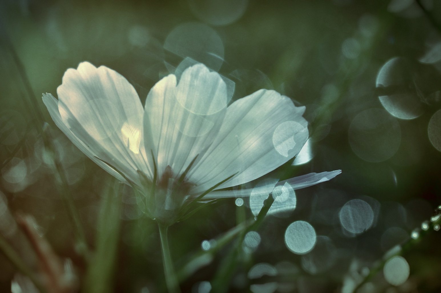 Cosmea