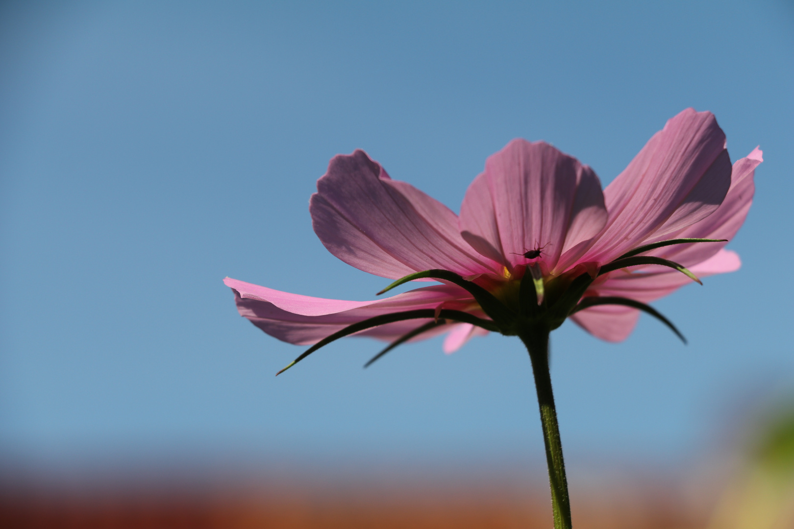 Cosmea