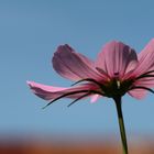 Cosmea