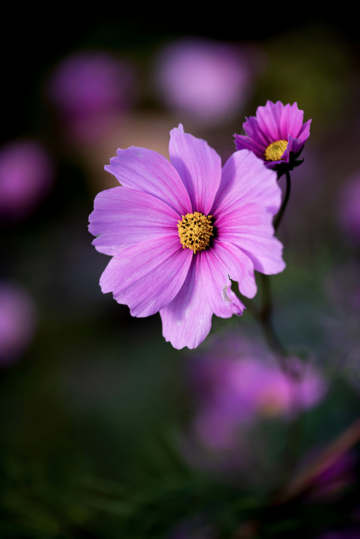 Cosmea