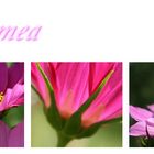 Cosmea