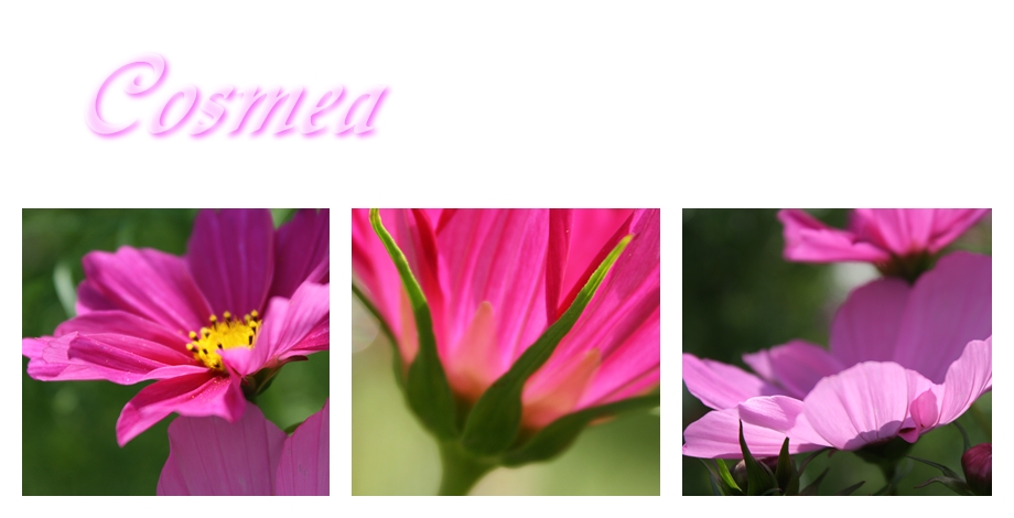 Cosmea