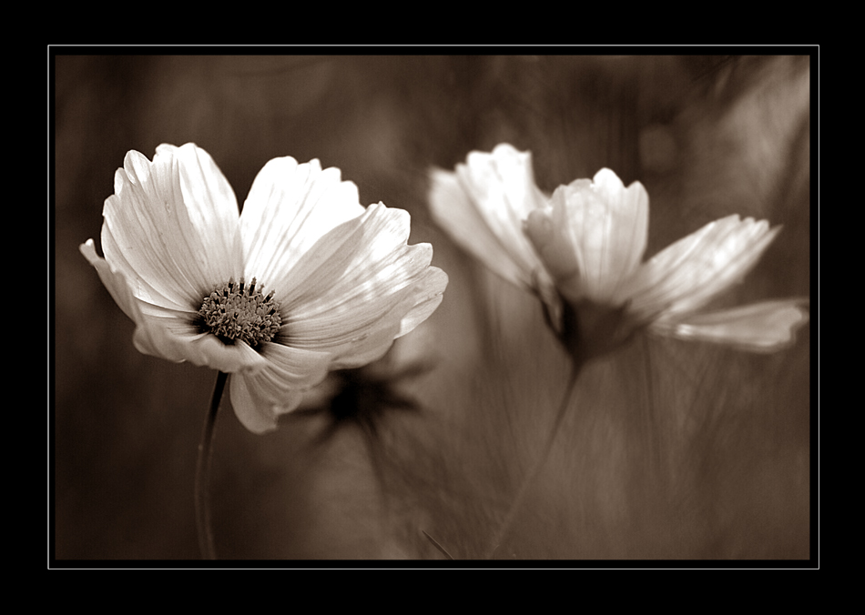 cosmea