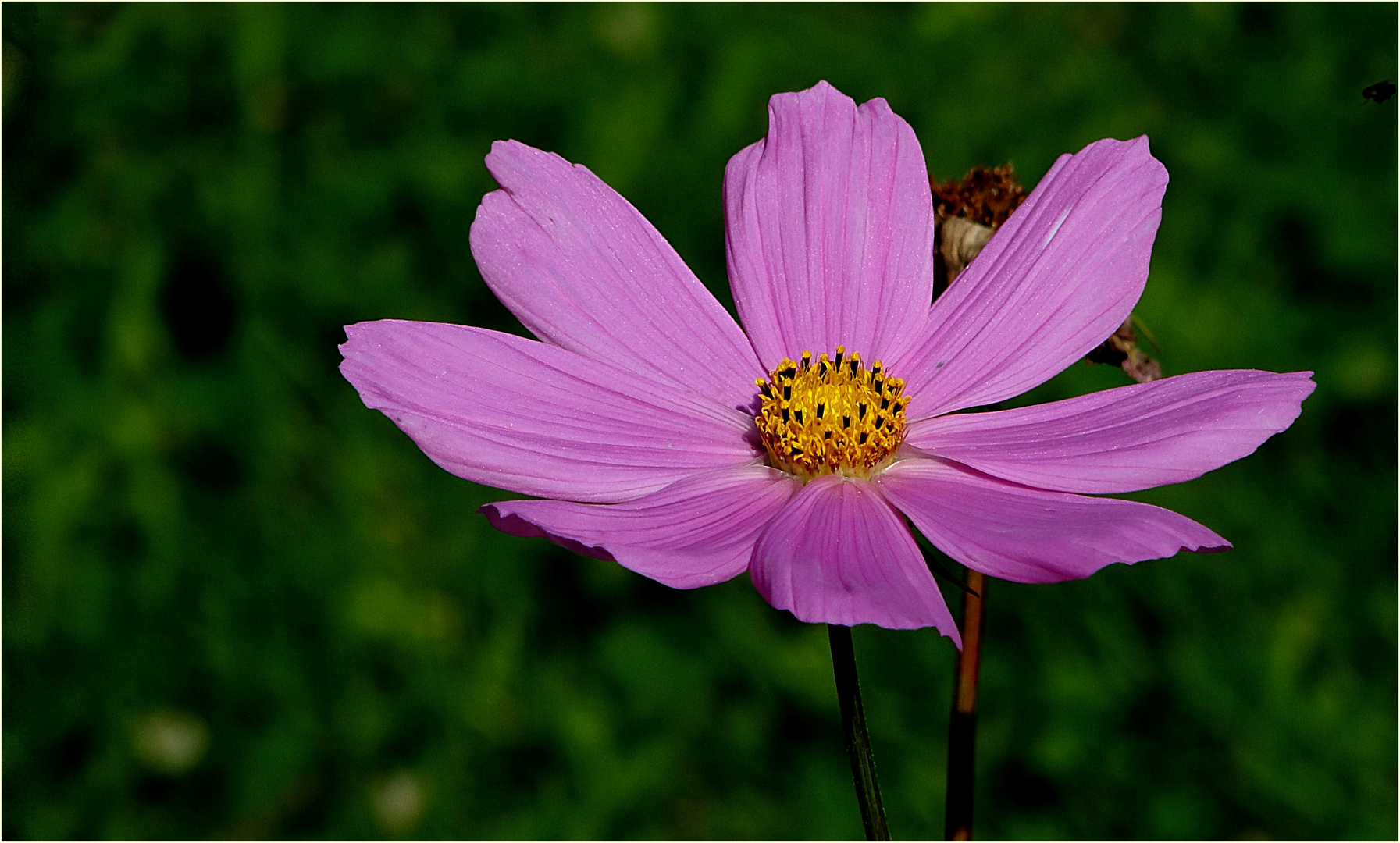 Cosmea