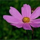 Cosmea