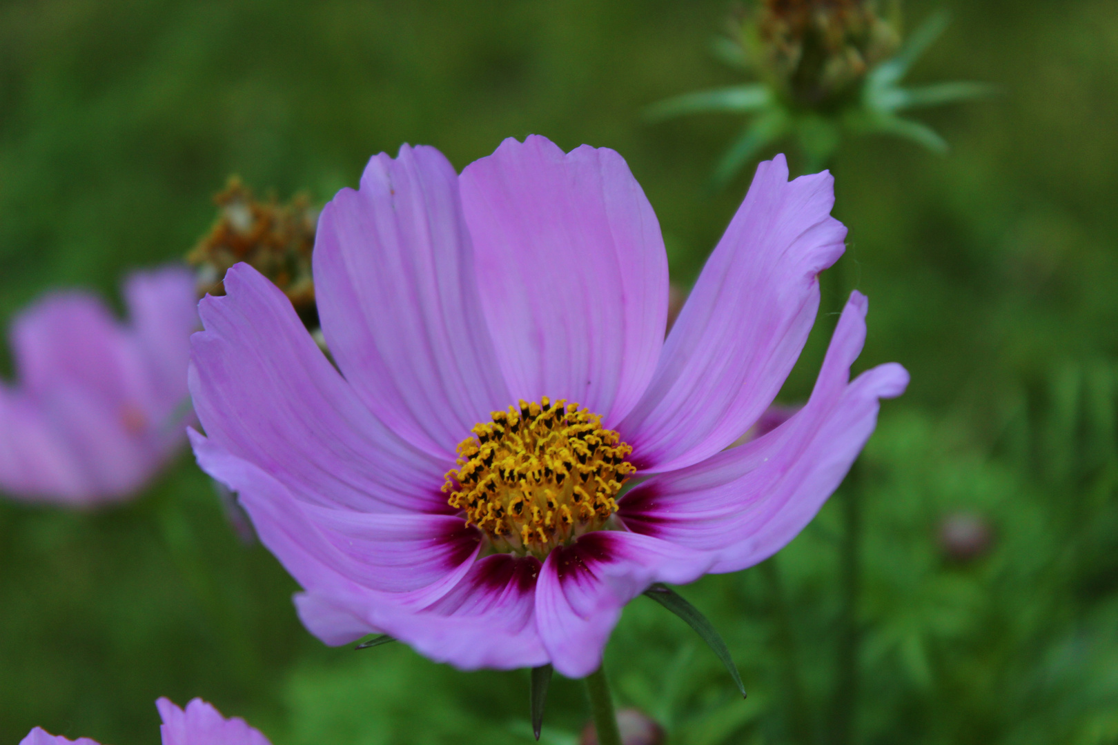 Cosmea