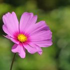 Cosmea