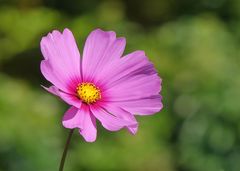 Cosmea