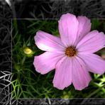 Cosmea