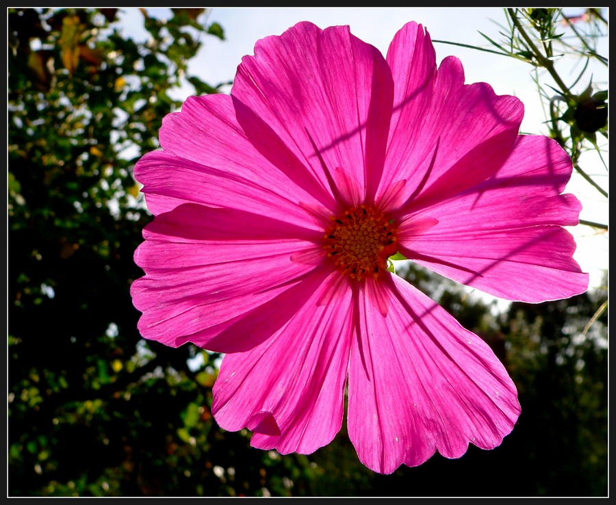 Cosmea