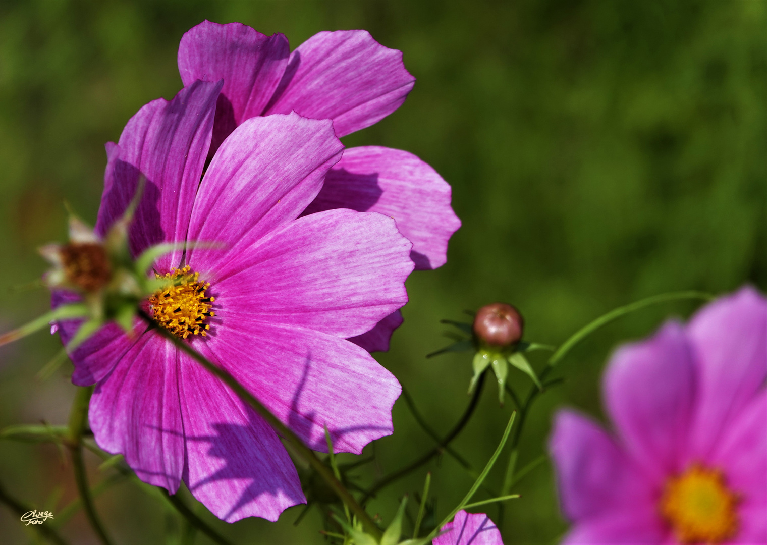 Cosmea