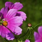 Cosmea