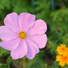 Cosmea