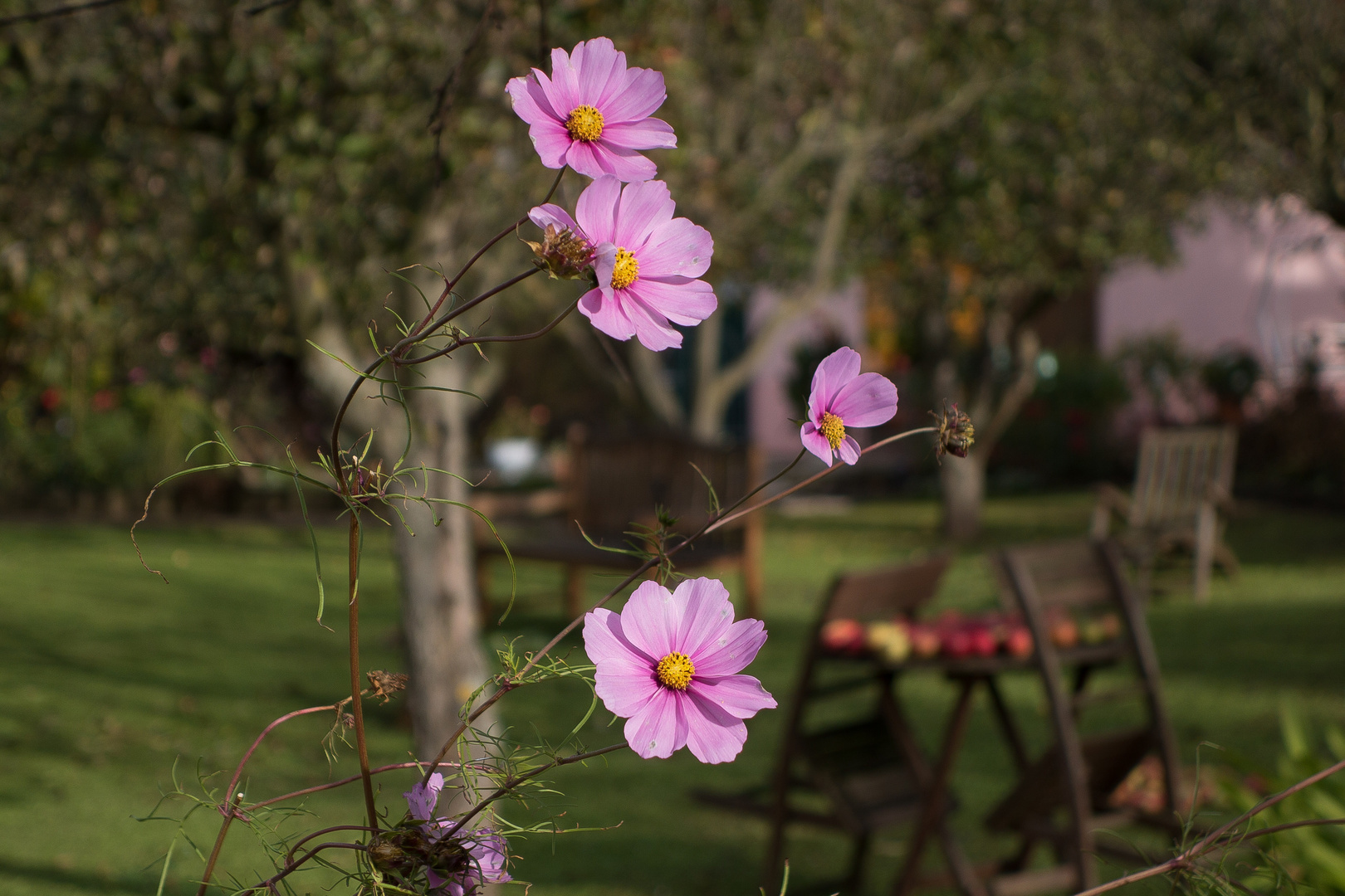 Cosmea