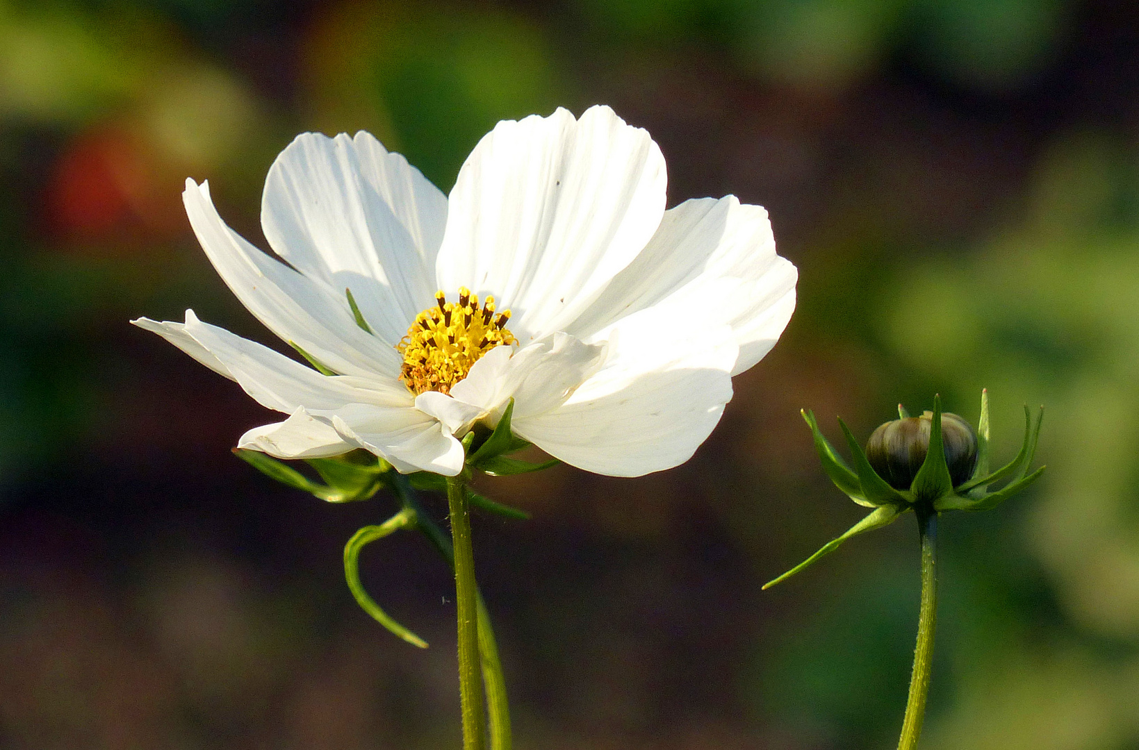 Cosmea