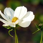 Cosmea