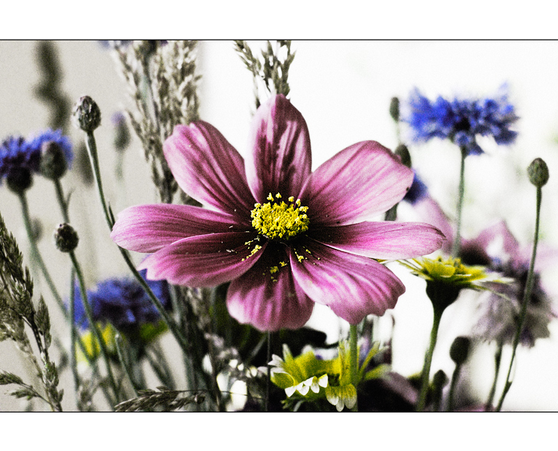 Cosmea