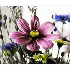 Cosmea