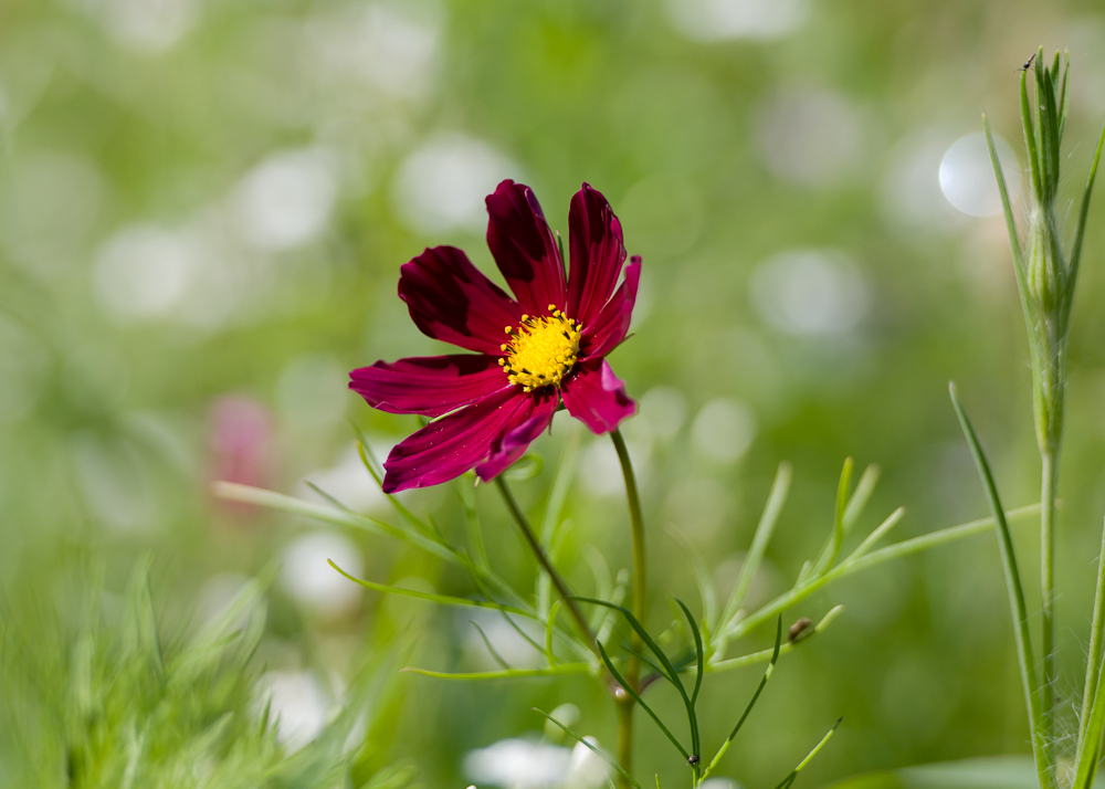 Cosmea