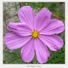 Cosmea