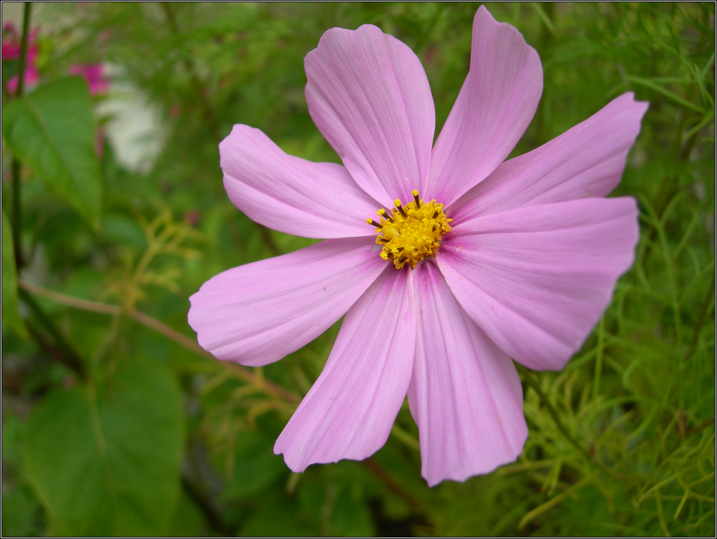 Cosmea