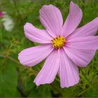 Cosmea