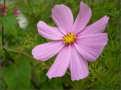 Cosmea