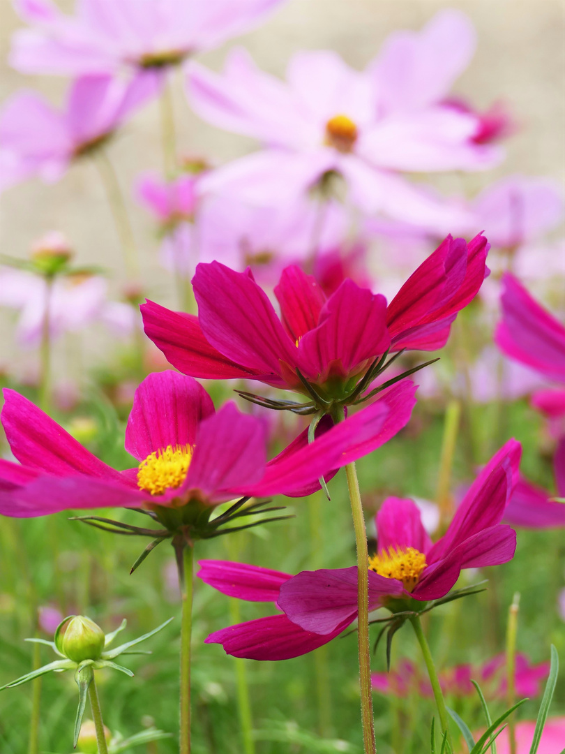 Cosmea