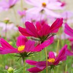 Cosmea