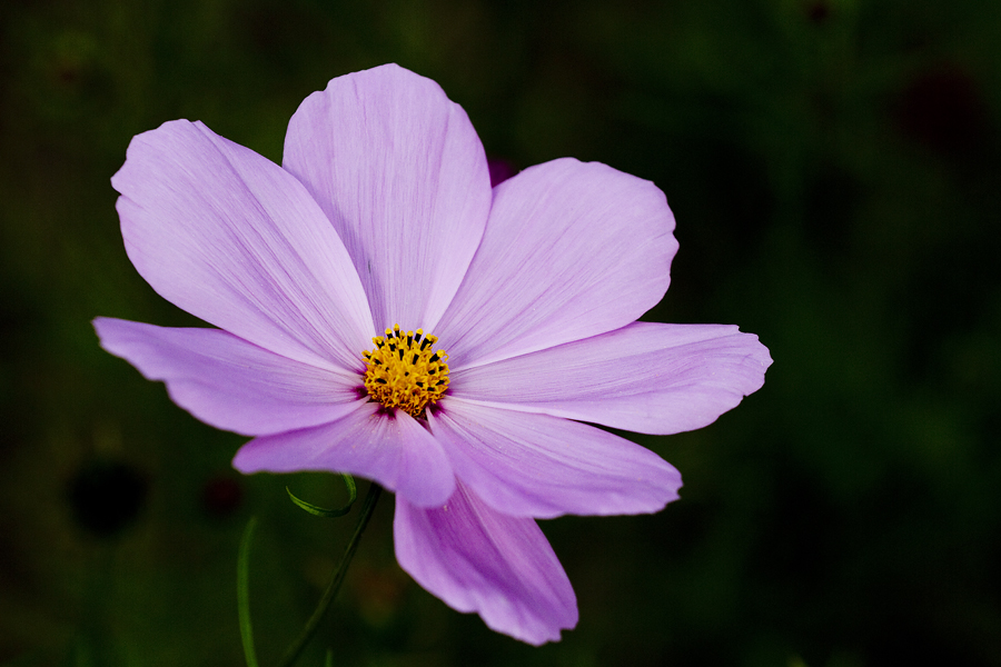 Cosmea