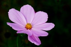 Cosmea